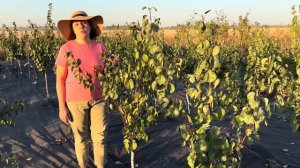 Абрикос сорта Нью Джерси