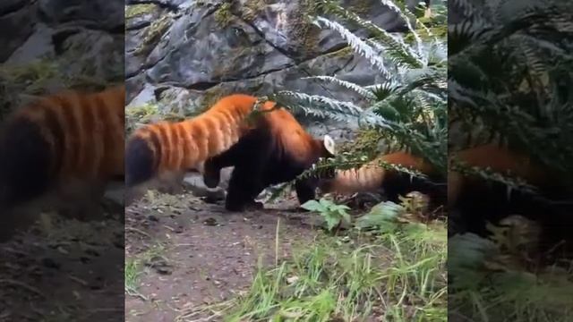 Красная панда / Ailurus Fulgens