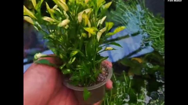 scoparia yellow tree color смотреть онлайн