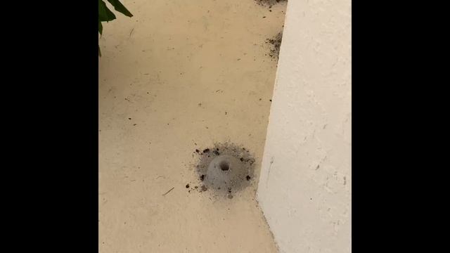 Termite смотреть онлайн