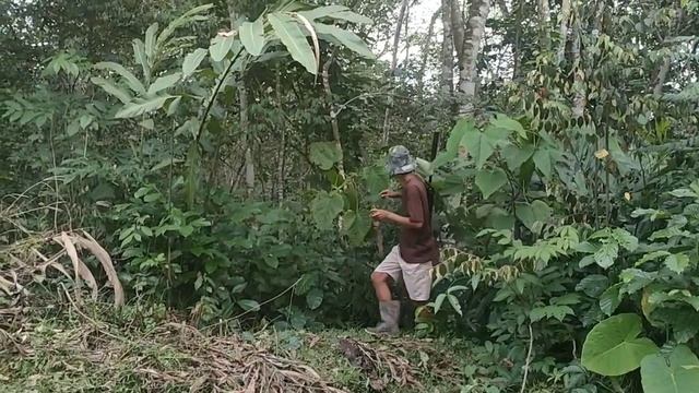 HUNTING HAMA PERUSAK SAWIT// SETELAH LAMA TIDAK DI KURANGI смотреть онлайн