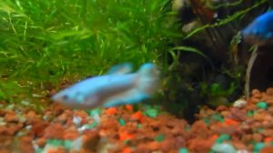 Мальки  рыбки петушка , самочки.