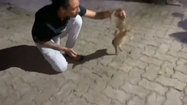 CRAZY MONGOOSE RESCUED | COBRA STUCK IN GLUE TRAP🥺 смотреть онлайн