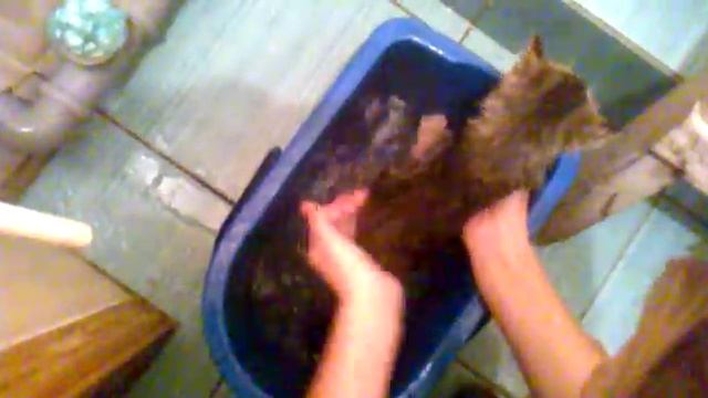 Ах бедный кот смотреть онлайн