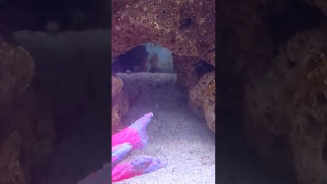 Meu camarão cresceu! 🦞😅 Crescimento do camarão Stenopus - parte 1 смотреть онлайн