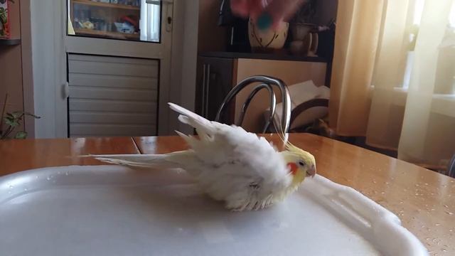 Корелла купается.