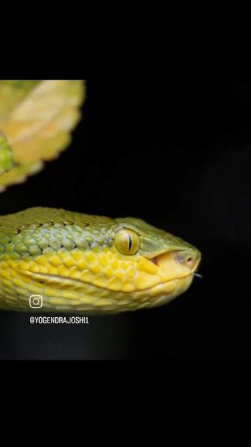 Bamboo pit viper, Tamhini, Pune, India смотреть онлайн