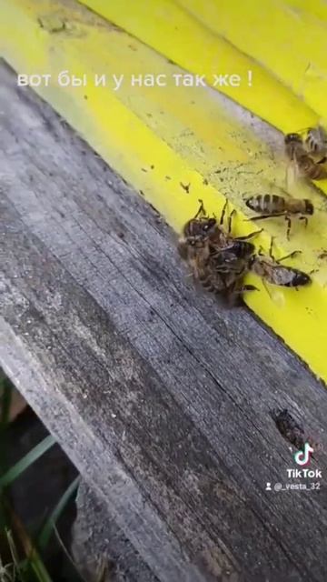вот так пчелы наказывают за воровство смотреть онлайн