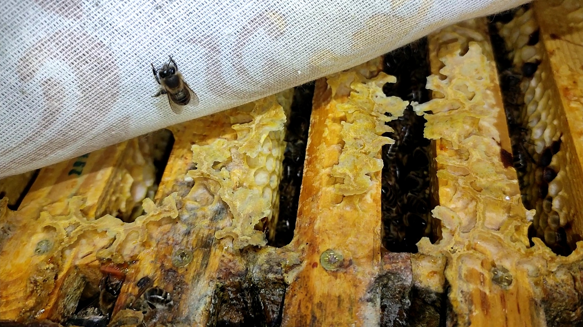 Испытание пчёл зимовкой (очень сыро в зимовнике) смотреть онлайн