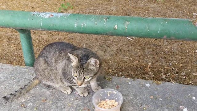 Осторожная кошка кушает еду на улице 😻 Careful cat eating food on the street 😸 Funny cats 😹 Memes смотреть онлайн