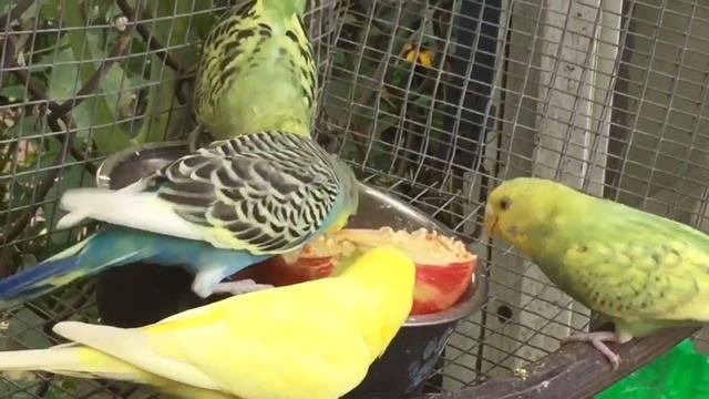 Female Budgies/Parakeets Reaction To A Honey Crisp Apple(Волнистых попугаев) смотреть онлайн