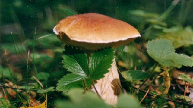 Passenger 10 - Passenger 10 (DJVod Bootleg Mix) смотреть онлайн