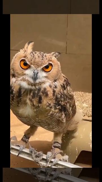 Eagle Owl as Pet in Al Ain 🤩💪 смотреть онлайн