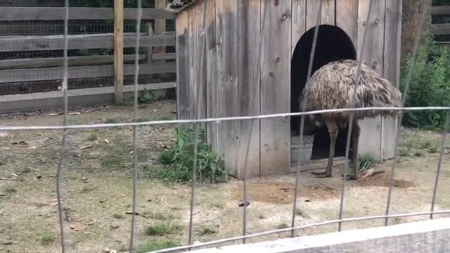 Real Australian EMU’s named Silver смотреть онлайн