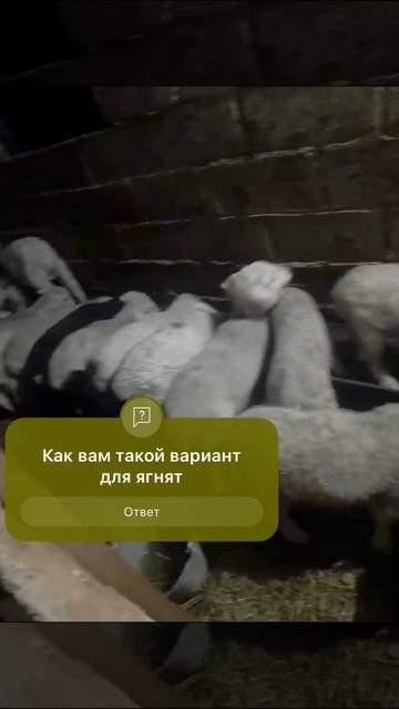 Ягнятник, отдельный вход для ягнят #ягнята смотреть онлайн