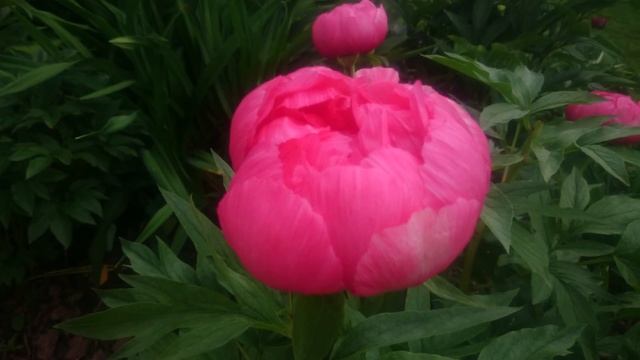 Paeonia Cytherea смотреть онлайн