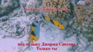 14. Бабочка чернокрылая под музыку Джоржа Саксона Только ты HD
