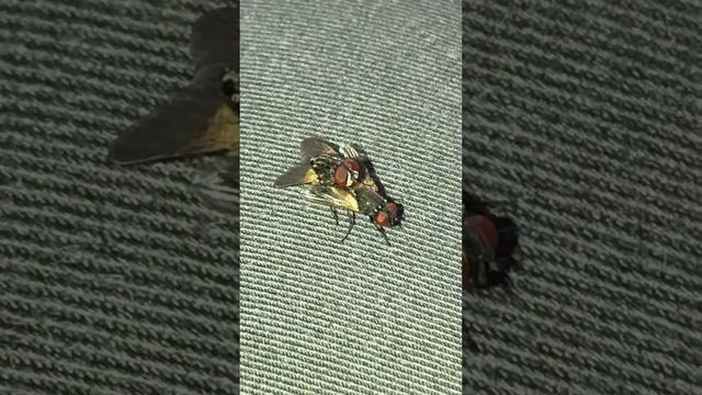 2 flies were put in my foot and started mating смотреть онлайн