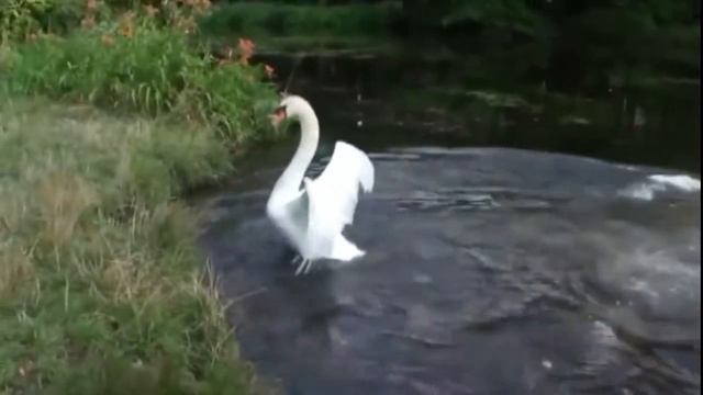А белый лебедь на пруду (клип) смотреть онлайн