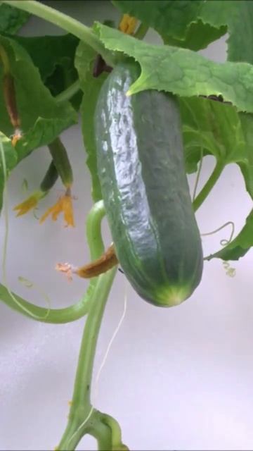 This cucumber plant is really happy to see you! Want to see full timelapse video? Check my channel! смотреть онлайн
