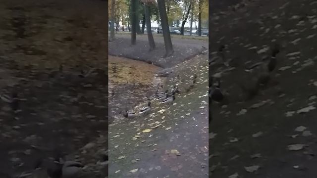 в Таврическом саду. осень. вечер _20171022_174350 смотреть онлайн