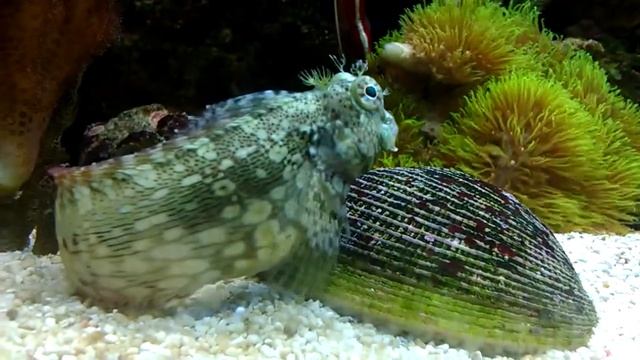 Salarias fasciatus смотреть онлайн