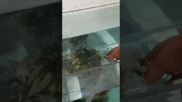 Bucephalandra kedagang round