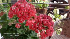 Пеларгония ,подстригаем вместе.