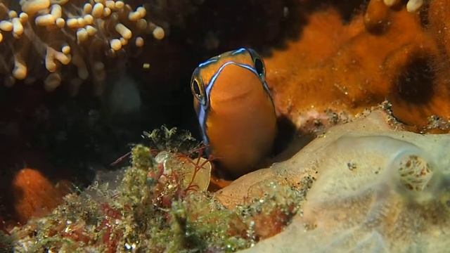 11 1 all happy blenny смотреть онлайн