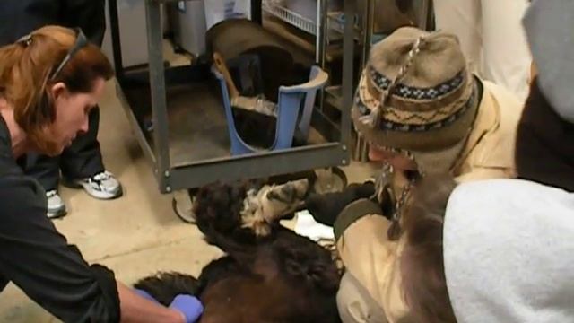 Alpaca Castration