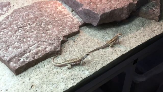 Creepy Crawlies, Reptiles and cool things that fly! смотреть онлайн