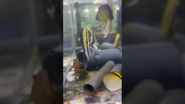 "Калипсо Аква" смотреть онлайн