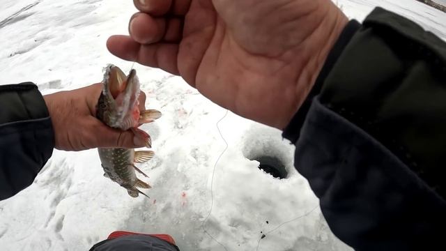 ПОПАЛ на ВЕСЕННИЙ ЩУЧИЙ ЖОР на ЖЕРЛИЦЫ!!! Щука на жерлицы, плотва на мормышку, окунь на балансир!!! смотреть онлайн