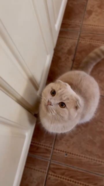 Наш Барсик всегда попрошайничает вкусняшку 😻 смотреть онлайн