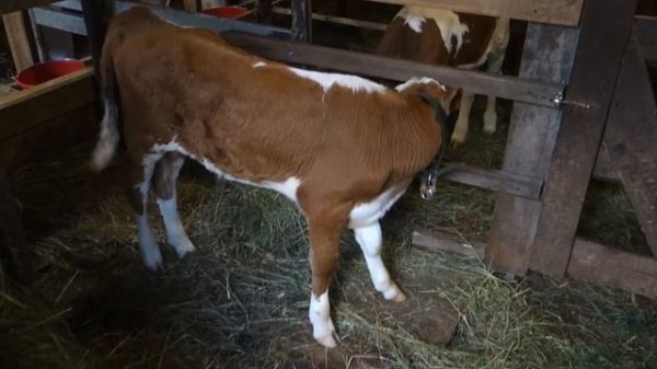 Теленок падает и бьет ногами по животу. Что делать?