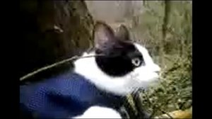 House cat outdoors in the forest near a brook/домашняя кошка гуляет в лесу у ручья.