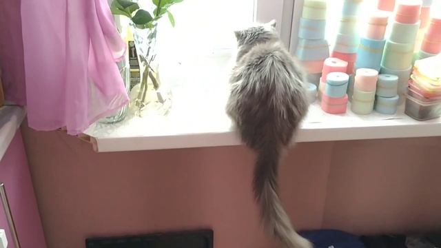 БЕЗДОМНАЯ КОШКА ВПАЛА В КОМУ. МЫ БЫЛИ В ШОКЕ! смотреть онлайн
