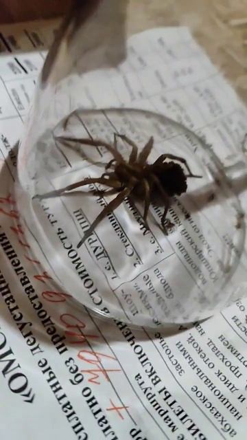 тарантул в абхазии смотреть онлайн