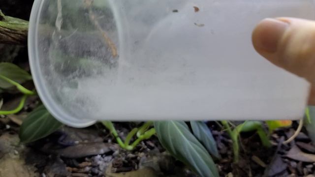 Dendrobates tinctorius 'koetari river' Understory line feeding. смотреть онлайн