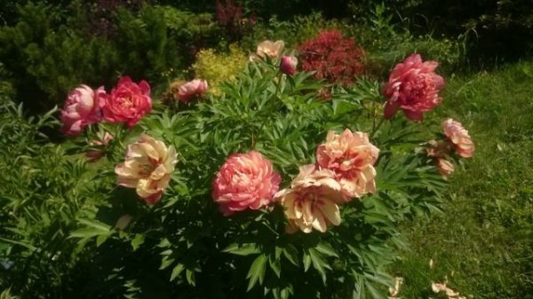 Paeonia Magical Mystery Tour
