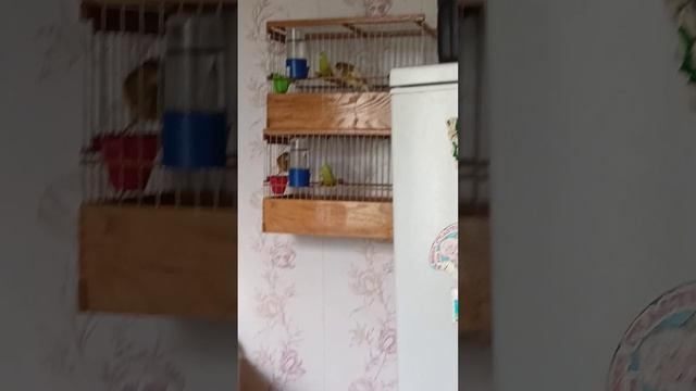 утро 20 мая Павлово на Оке. смотреть онлайн