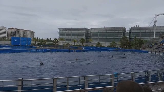 Дельфинарий в Валенсии/The Dolphinarium of Valencia смотреть онлайн
