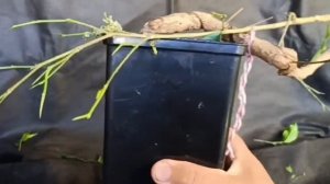 √3 Бонсай, заготовка для каскада  прививка сверлением фикус Бенджамина