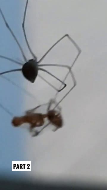 SPIDER vs ANT Part 2 #shortvideo #shorts #short #shortsfeed #song #ants #spider смотреть онлайн