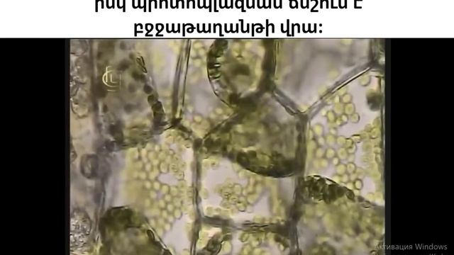 Պլազմոլիզ և Դեպլազմոլիզ смотреть онлайн