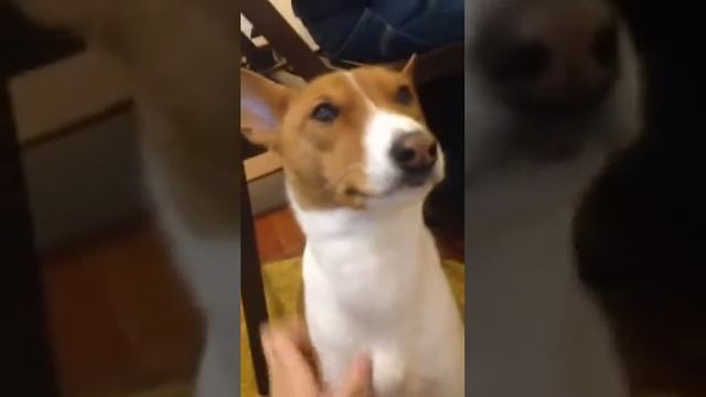 Умиляющие почесушки Сиды)) 🐶😍😘😗 смотреть онлайн