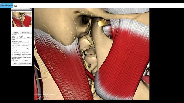 3D Anatomy An Introduction to Anomalous Medical смотреть онлайн