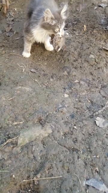 крыса в зубах. #кошка #cat смотреть онлайн