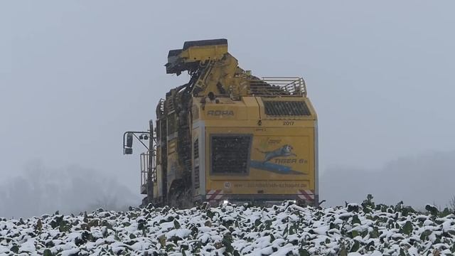 @HeinrichSchaperLaLo mit Ropa Tiger 6S, Fendt, Annaburger -Rübenernte im Schnee 2021 /Beet harves смотреть онлайн