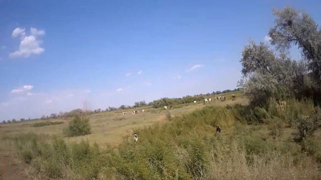03.08.2022 ЧТО ДЕЛАТЬ? : ЛПХ В ОПАСНОСТИ смотреть онлайн